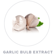 Garlic Bulb Extract