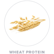 Wheat Protein