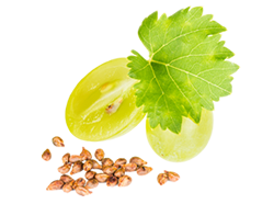 Grape Seed Extract