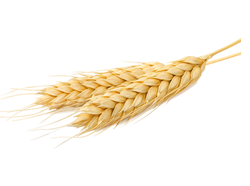 Wheat Protein